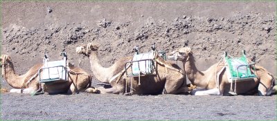 Camels on Lanzarote