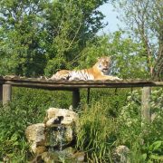 Howletts Wild Animal Park