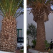 Why are some palm trees bare?