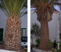 Palm Trees on Lanzarote