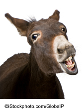 A donkey - ©iStockphoto.com/GlobalP