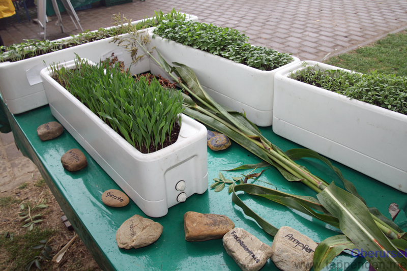 Herbs at the Maislabyrinth in Weißkirchen