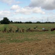 Ploughs in Weißkirchen