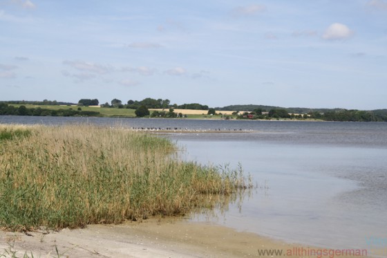 The channel between Vilm and Rügen is only 30cm deep at some points, allowing wild pigs to cross