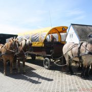 Horse-drawn carriages in Neuendorf