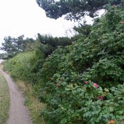 Sanddorn next to the path in Neuendorf