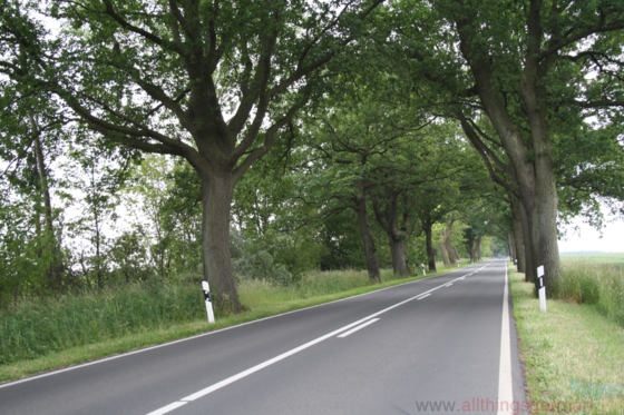 Deutsche Alleenstraße - near Kluis on Rügen