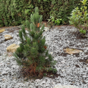 A miniature Christmas Tree in Oberursel