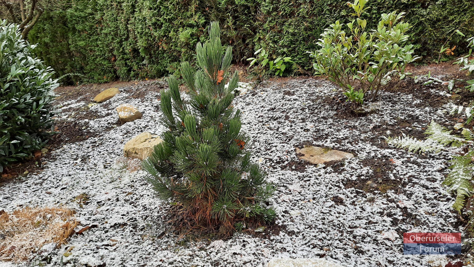 A miniature Christmas Tree in Oberursel