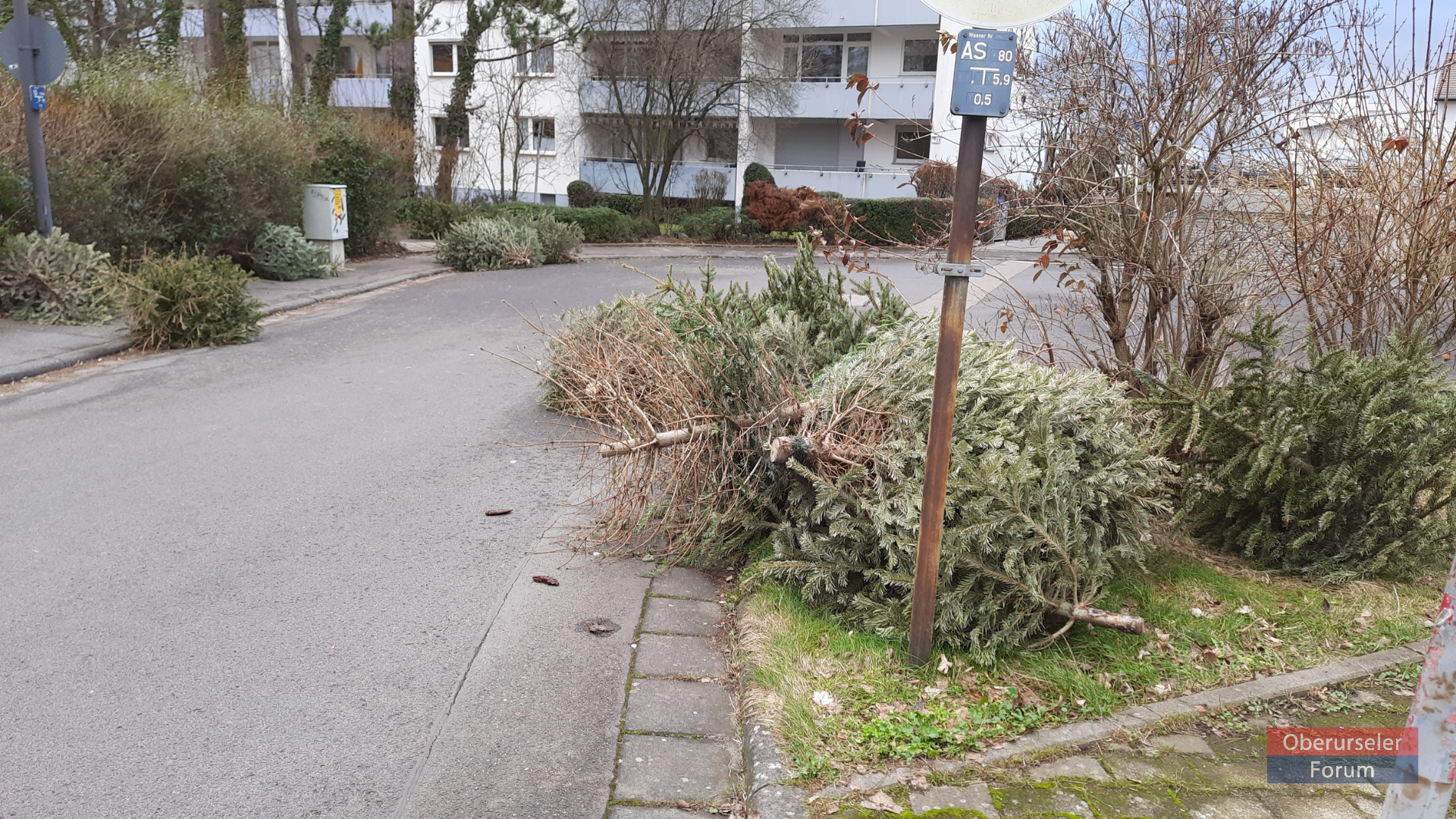 Christmas Trees waiting to be collected in Oberursel on Saturday, 22nd January, 2022