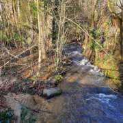 The Urselbach in the morning sunshine