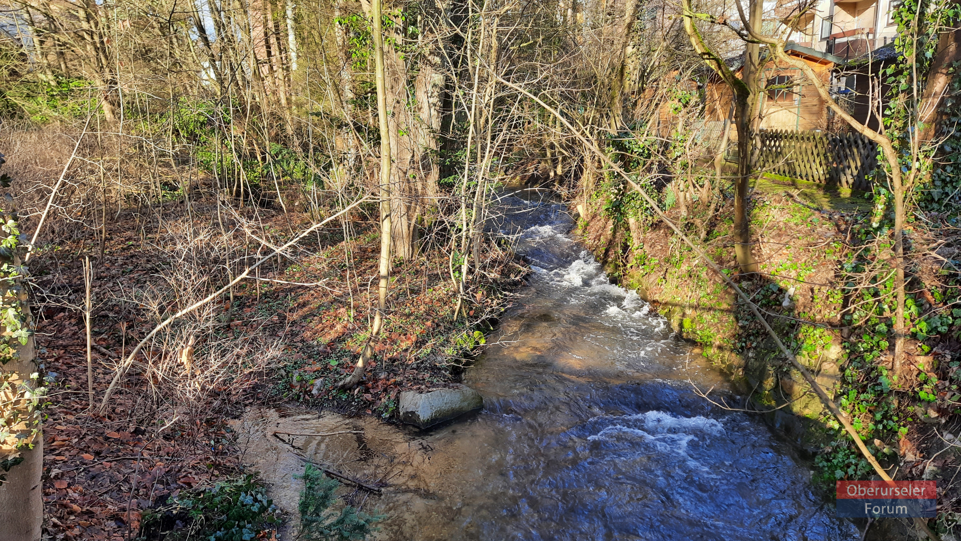 The Urselbach in the morning sunshine, just before it flows under the Kupferhammerweg.  Top left is the stream where the water from the Werksgraben flows into it.