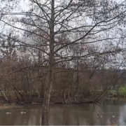 The Maasgrundweiher in Oberursel