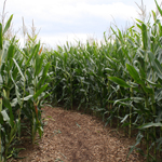 The Maize Maze in Weißkirchen