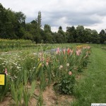 Gladioli at the Pick Your Own Flowers field in Bommersheim