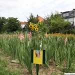 Gladioli at the Pick Your Own Flowers field in Bommersheim