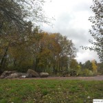 Tree felling work at the swimming pool car park - 6th November 2012