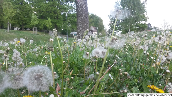 Dandelion Clocks in the field in front of the Mountain Lodge in Camp King