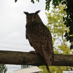 The Owl