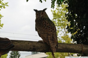 The Owl