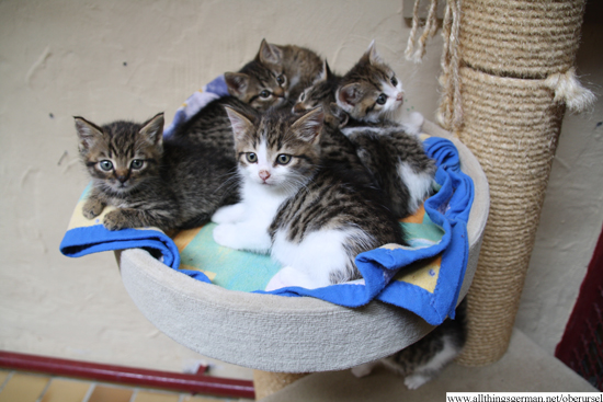 Kittens at the animals home in Oberursel