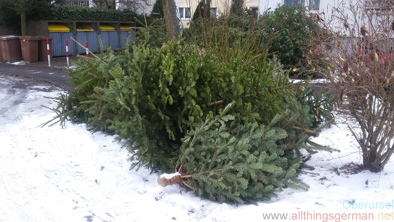 Christmas Trees waiting to be collected in Im Rosengärtchen