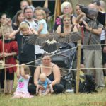 Falconry demonstration