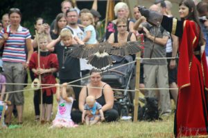 Falconry demonstration