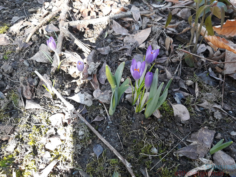 Crocuses in Oberursel, February 2019